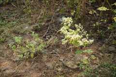 Acanthospermum hispidum